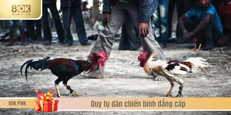 Xuất hiện chiến kê thi đấu lừng danh