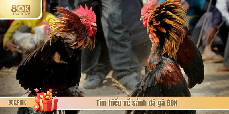 Tìm hiểu sảnh đá gà 8OK đình đám hiện nay